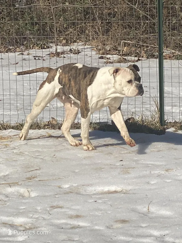 Mira – American Bulldog puppy for sale in Beaver Dam, KY