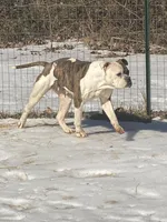 Mira, a female American Bulldog for sale in Beaver Dam, KY – Photo 1 of 3