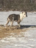Mira, a female American Bulldog for sale in Beaver Dam, KY – Photo 2 of 3
