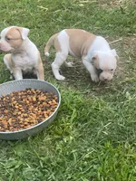 Males, a male American Bulldog for sale in Beaver Dam, KY – Photo 8 of 9