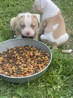 Males, a male American Bulldog for sale in Beaver Dam, KY – Photo 1 of 9