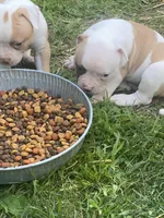 Males, a male American Bulldog for sale in Beaver Dam, KY – Photo 6 of 9