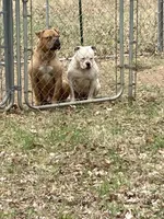 Males, a male American Bulldog for sale in Beaver Dam, KY – Photo 5 of 9