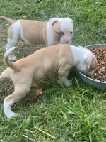 Males, a male American Bulldog for sale in Beaver Dam, KY – Photo 4 of 9