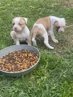 Males, a male American Bulldog for sale in Beaver Dam, KY – Photo 3 of 9