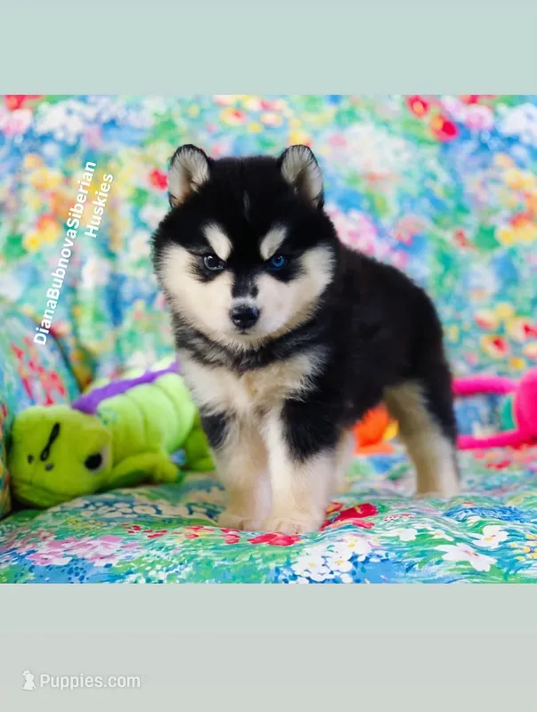 BEAR GIRL ( One Blue/One Brown eye )  – Siberian Husky puppy for sale in Greensboro, NC