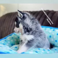 MINIATURE SIZE BOY ( BROWN EYES ) , a male Siberian Husky and Alaskan Klee Kai for sale in Greensboro, NC – 5 of 9