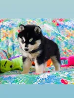 BEAR GIRL ( One Blue/One Brown eye ) , a female Siberian Husky for sale in Greensboro, NC – 4 of 10