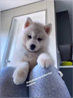 SILVER BEAR BOY , a male Siberian Husky for sale in Greensboro, NC – 2 of 4