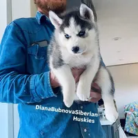 DRACULA ( BLUE EYED BOY ) , a male Siberian Husky for sale in Greensboro, NC – 4 of 6