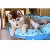DARK RED BEAR GIRL ( Green/Amber Eyes ) , a female Siberian Husky for sale in Greensboro, NC – 5 of 7