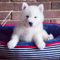 PURE WHITE BEAR BOY , a male Siberian Husky for sale in Greensboro, NC – 4 of 6