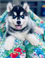 BLUE EYED BOY ( BLACK/WHITE ) , a male Siberian Husky for sale in Greensboro, NC – 4 of 9