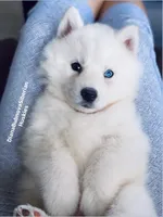 ASTI BOY ( One Blue/One Brown Eye ) , a male Siberian Husky for sale in Greensboro, NC – 6 of 10