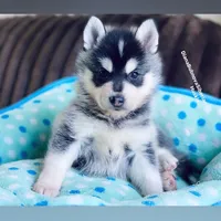 MINIATURE SIZE BOY ( BROWN EYES ) , a male Siberian Husky and Alaskan Klee Kai for sale in Greensboro, NC – 8 of 9