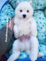 BLUE EYED PURE WHITE BOY , a male Siberian Husky for sale in Greensboro, NC – 2 of 9