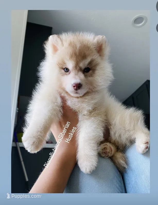 RED BEAR GIRL  – Siberian Husky puppy for sale in Greensboro, NC