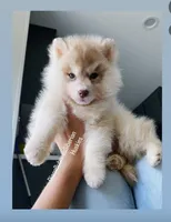 RED BEAR GIRL , a female Siberian Husky for sale in Greensboro, NC – 1 of 3
