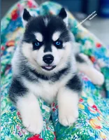 BLUE EYED BOY ( BLACK/WHITE ) , a male Siberian Husky for sale in Greensboro, NC – 6 of 9