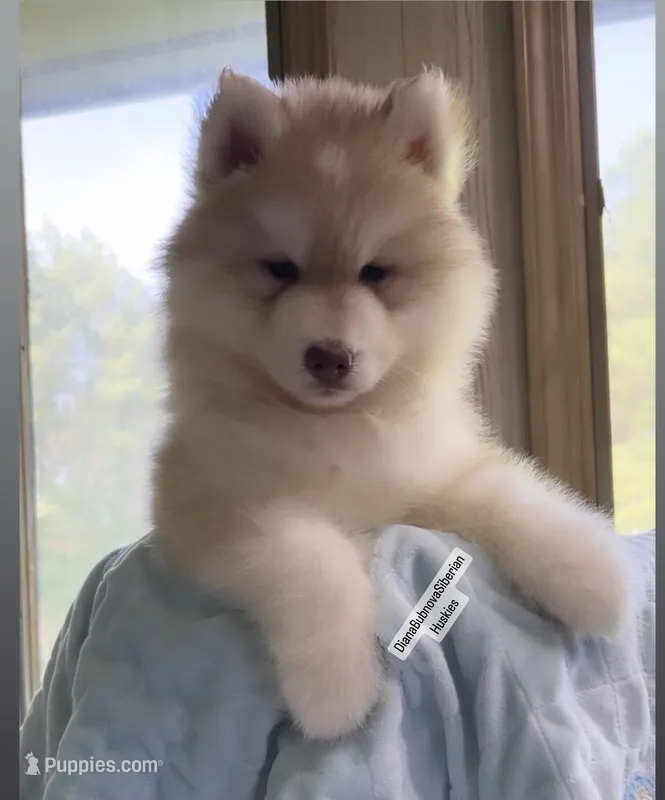 RED BEAR GIRL ( GREEN /AMBER EYES )  – Siberian Husky puppy for sale in Greensboro, NC