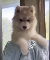 RED BEAR GIRL ( GREEN /AMBER EYES ) , a female Siberian Husky for sale in Greensboro, NC – 1 of 2