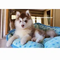 DARK RED BEAR GIRL ( Green/Amber Eyes ) , a female Siberian Husky for sale in Greensboro, NC – 4 of 7