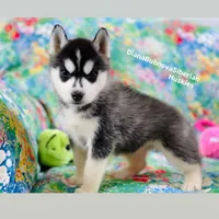 Black /White Girl ( Brown Eyes ) , a female Siberian Husky for sale in Greensboro, NC – 4 of 5
