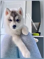 GREY BEAR BOY , a male Siberian Husky for sale in Greensboro, NC – 8 of 8