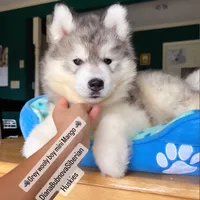 GREY BEAR BOY ( BROWN EYES ) , a male Siberian Husky for sale in Greensboro, NC – 2 of 2