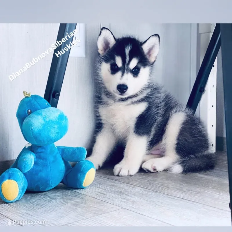 BOY ( BLACK /WHITE )  – Siberian Husky puppy for sale in Greensboro, NC