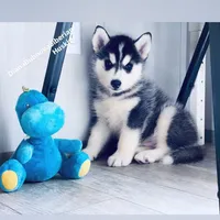 BOY ( BLACK /WHITE ) , a male Siberian Husky for sale in Greensboro, NC – 1 of 6
