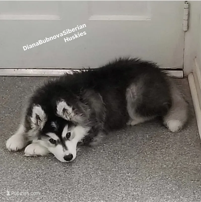 BLACK /WHITE BEAR BOY  – Siberian Husky puppy for sale in Greensboro, NC