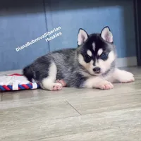MINIATURE SIZE BLACK/WHITE BOY ( BROWN EYES )  , a male Siberian Husky and Alaskan Klee Kai for sale in Greensboro, NC – 9 of 10