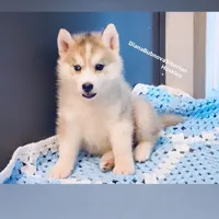 Grey Girl ( one blue/ one brown eye ) , a female Siberian Husky for sale in Greensboro, NC – 3 of 3