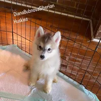 GREY BOY ( BROWN EYES ) , a male Siberian Husky for sale in Greensboro, NC – 2 of 3