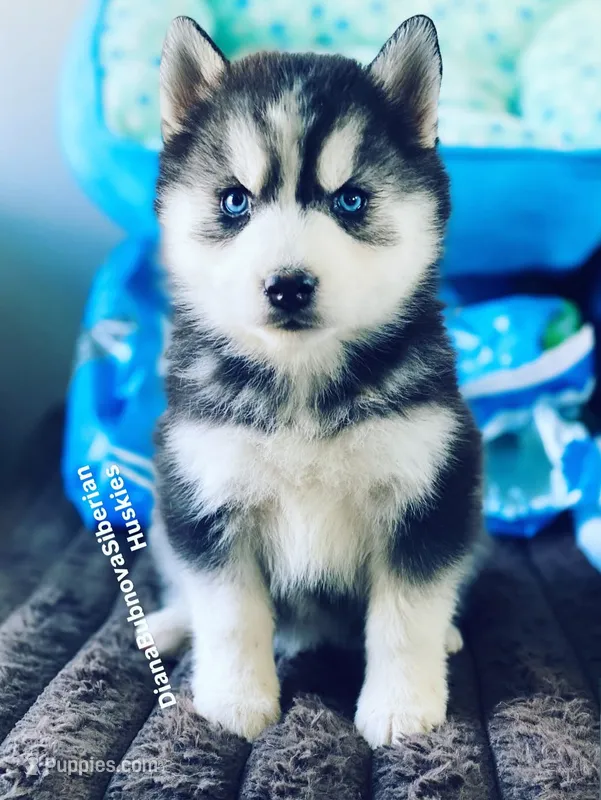 “ DIAMOND  “ BLUE EYED GIRL  – Siberian Husky puppy for sale in Greensboro, NC