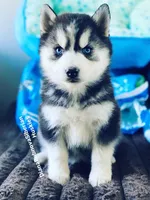 “ DIAMOND  “ BLUE EYED GIRL , a female Siberian Husky for sale in Greensboro, NC – 1 of 7