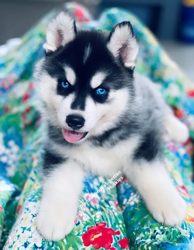 BLUE EYED BOY ( BLACK/WHITE )  – Siberian Husky puppy for sale in Greensboro, NC