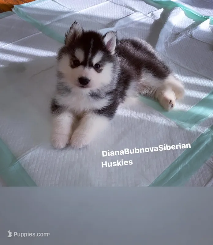 BLACK /WHITE BEAR BOY  – Siberian Husky puppy for sale in Greensboro, NC