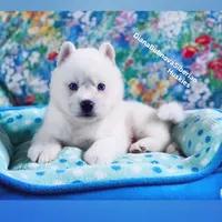 “ SIMBA “ BLUE EYED PURE WHITE BOY , a male Siberian Husky for sale in Greensboro, NC – 8 of 8
