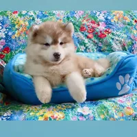 RED BEAR GIRL ( Green/Amber eyes) , a female Siberian Husky for sale in Greensboro, NC – 1 of 9