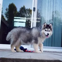 BLACK/WHITE GIRL , a female Siberian Husky for sale in Greensboro, NC – 4 of 10