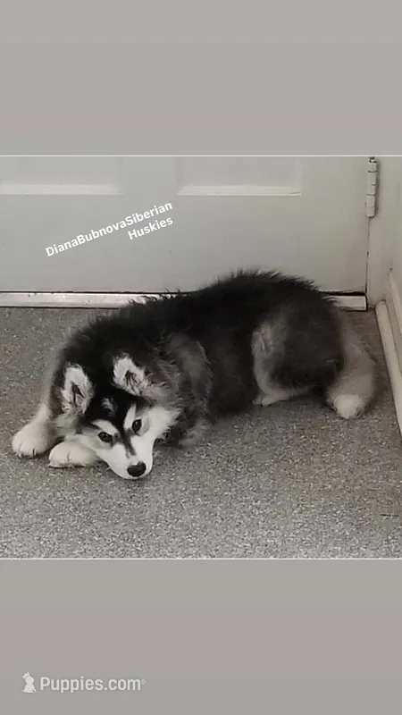 BLACK /WHITE BEAR BOY  – Siberian Husky puppy for sale in Greensboro, NC