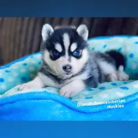 MINIATURE SIZE BLUE EYED GIRL , a female Siberian Husky and Alaskan Klee Kai for sale in Greensboro, NC – 8 of 9