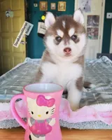 DARK RED GIRL , a female Siberian Husky for sale in Greensboro, NC – 3 of 5
