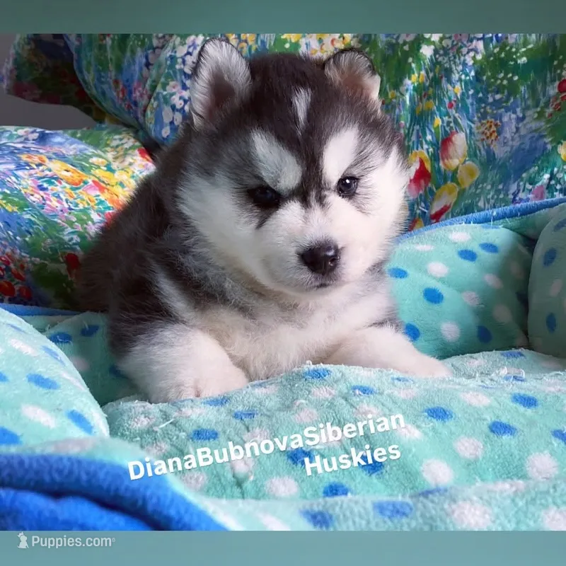 BEAR BOY  – Siberian Husky puppy for sale in Greensboro, NC
