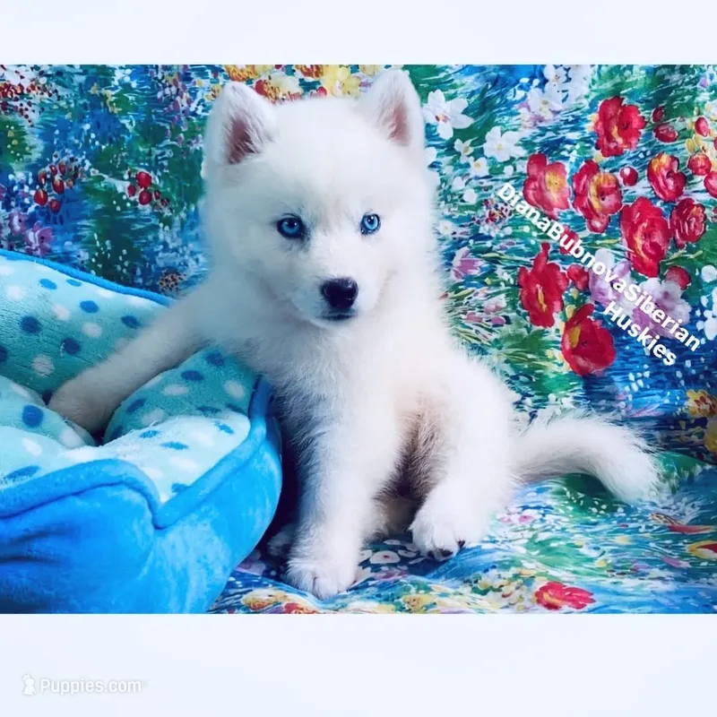 SKY ( BLUE EYED PURE WHITE GIRL )  – Siberian Husky puppy for sale in Greensboro, NC