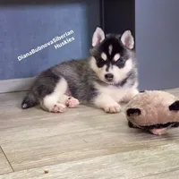 MINIATURE SIZE BLACK/WHITE BOY ( BROWN EYES )  , a male Siberian Husky and Alaskan Klee Kai for sale in Greensboro, NC – 7 of 10