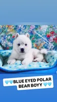 “ SIMBA “ BLUE EYED PURE WHITE BOY , a male Siberian Husky for sale in Greensboro, NC – 6 of 8