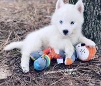 PURE WHITE BEAR GIRL ( BLUE EYES ) , a female Siberian Husky for sale in Greensboro, NC – 2 of 3